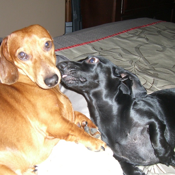 Meet your Posher, Paisley Tweed - Picture 3 of 8